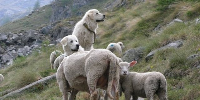 Herdenschutzhunde bewachen eine Schafherde in den Schweizer Alpen. Zu Vorfällen mit Wanderern im Wallis kommt es etwa fünfmal im Jahr. (Bild François Meyer/Agridea) 