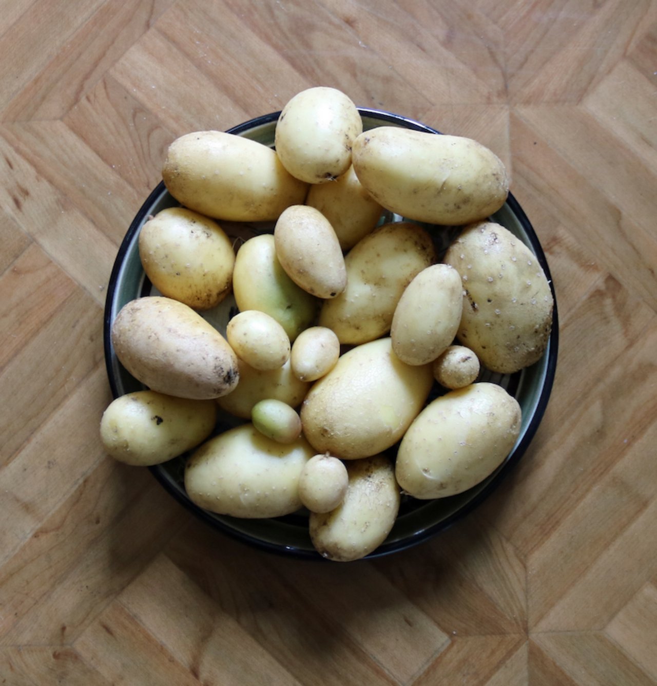 Diese Kartoffeln zog Autorin Benildis Bentolila aus drei «verschmureleten» Knollen, die sei beim Aufräumen im Keller fand. (Bild BB)