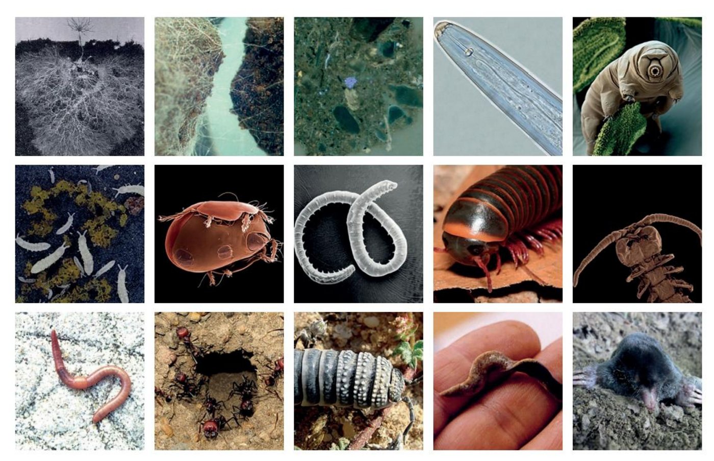  In einer Hand voll Erde leben etwa 7,5 bis 8 Milliarden Lebewesen – ebensoviele wie Menschen auf dem Planeten Erde. (Bild zVg)