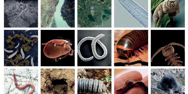  In einer Hand voll Erde leben etwa 7,5 bis 8 Milliarden Lebewesen – ebensoviele wie Menschen auf dem Planeten Erde. (Bild zVg)