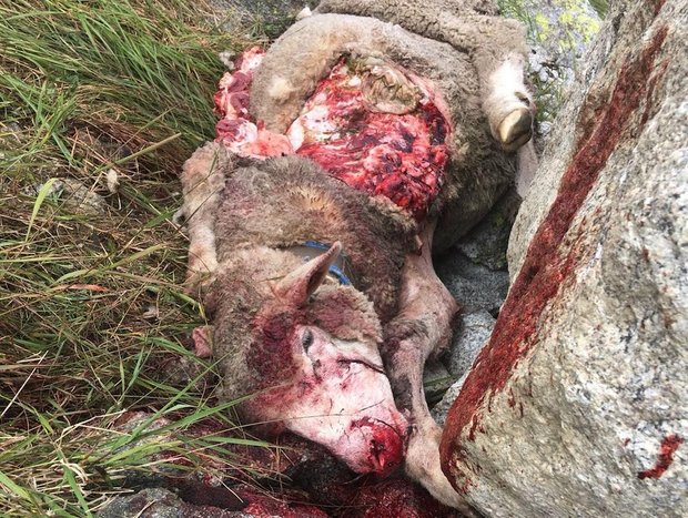Unschönes Bild: Ein Gerissenes Schaf auf der Göscheneralp im Kanton Uri. (Bilder zVg)