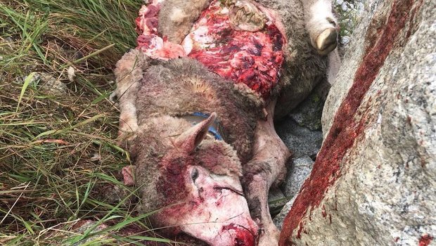 Unschönes Bild: Ein Gerissenes Schaf auf der Göscheneralp im Kanton Uri. (Bilder zVg)