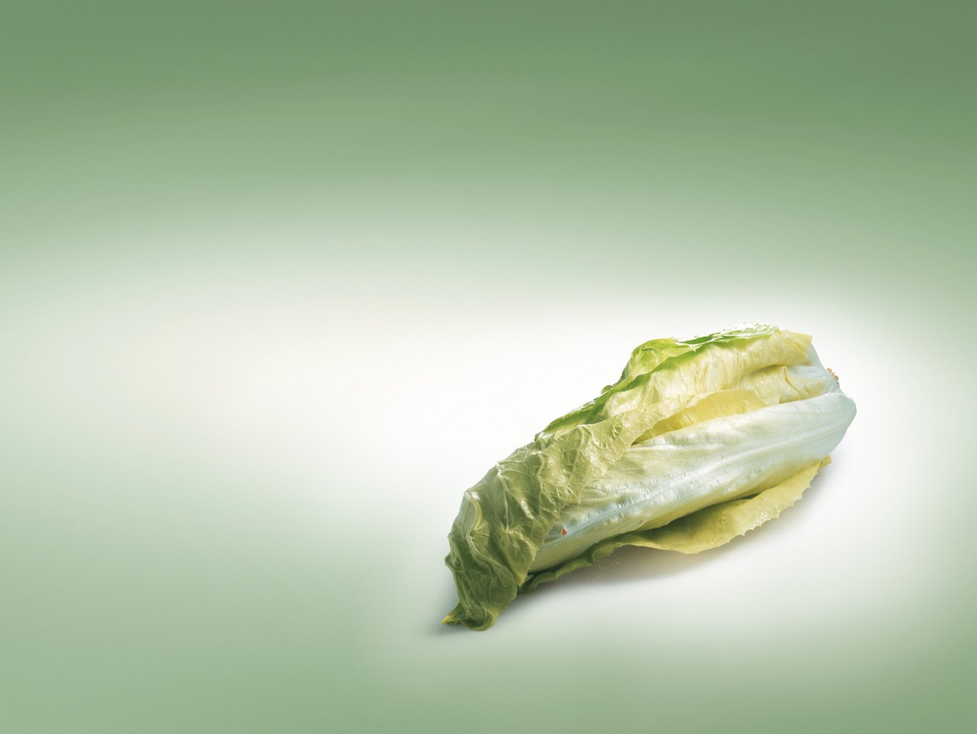 Der Zuckerhut ist ein optimaler Wintersalat. (Bild VSGP)