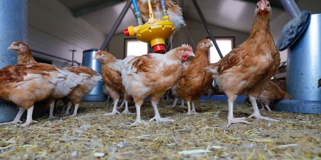 Das Nutzgeflügel muss gut beobachtet werden, um erste Symptome der Vogelgrippe früh zu erkennen.	(Bild Peter Röthlisberger)