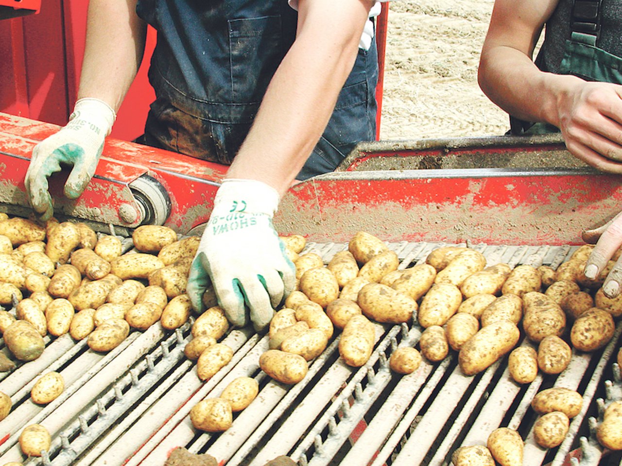 Die Kartoffelernte ist vorbei, der veränderte Markt stellt viele vor grosse Herausforderungen. (Bild BauZ)