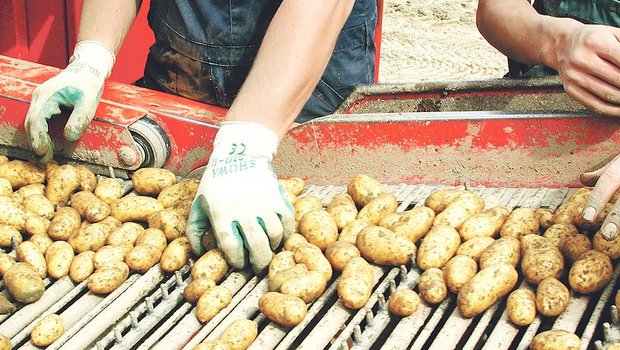 Die Kartoffelernte ist vorbei, der veränderte Markt stellt viele vor grosse Herausforderungen. (Bild BauZ)