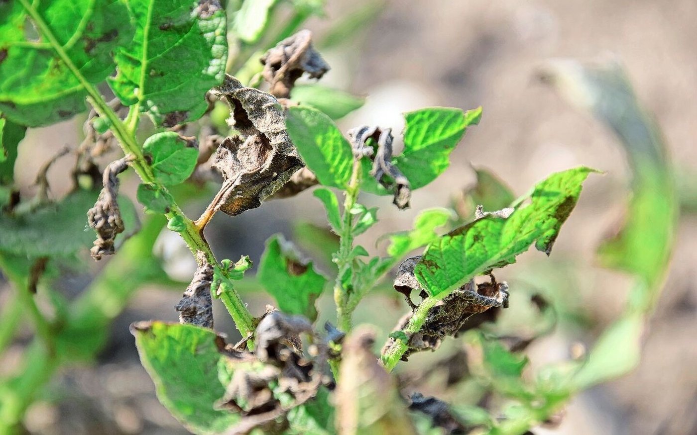  OGA hingegen entsteht beim Abbau von pflanzlichen Zellwänden, z. B. beim Angriff durch einen Erreger. 