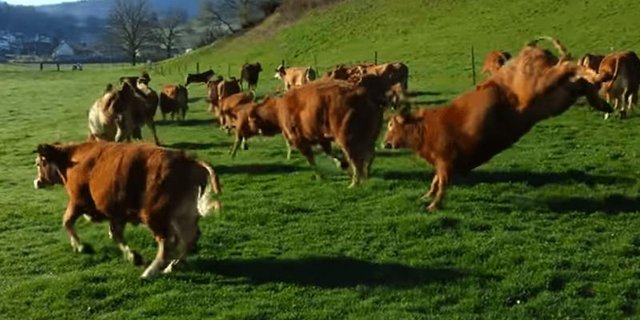 «Dieses Bild sagt doch alles aus über die Vorteile von Bio Weide-Beef», sagt Linus Silvestri, Mitbegründer der IG BWB. (Bild Screenshot Video Reto Pfister)