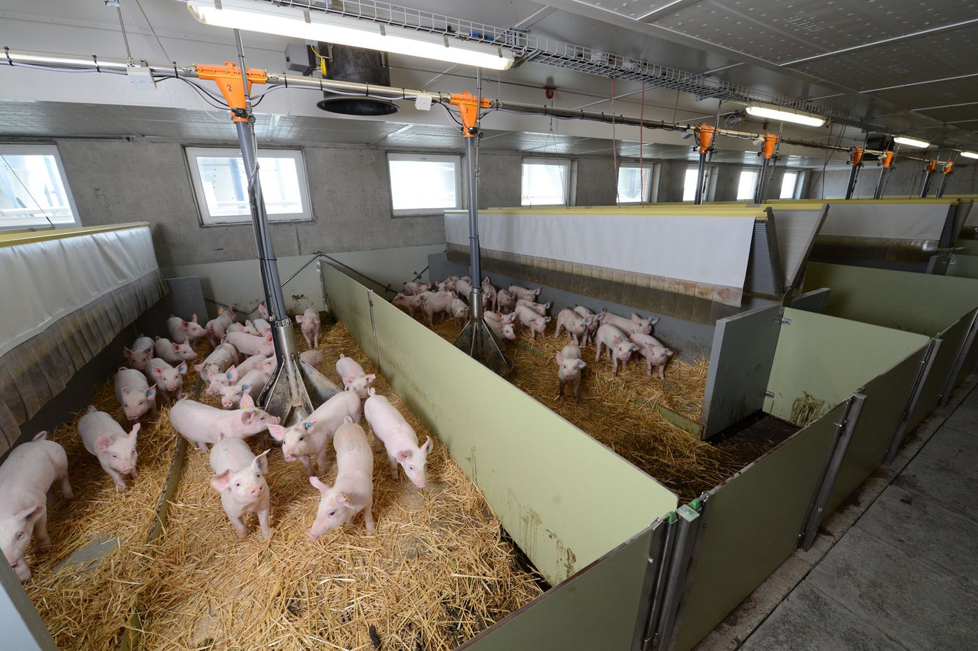 Ferkel in der Bucht.