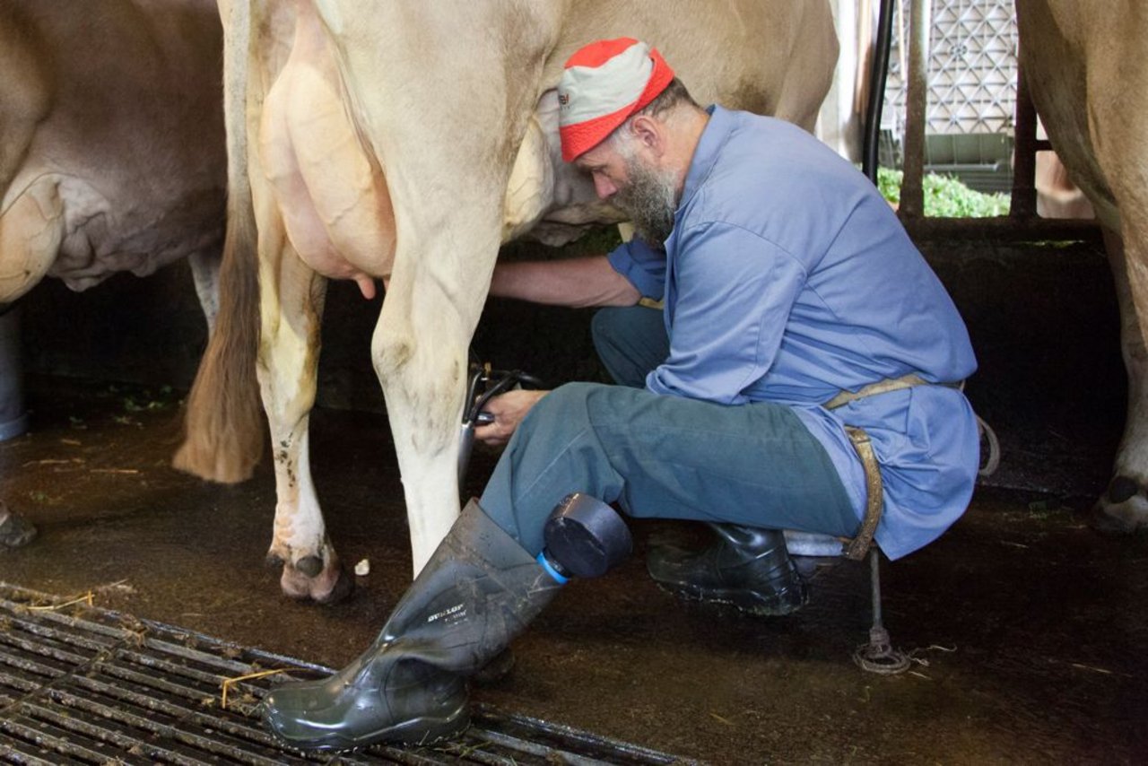 Mit einfachster Technik beste Milchqualität: Gutes Anrüsten sei wichtig, gemolken wird direkt am Fressgitter in die Milchkannen. Albert Kälin beim Melken seiner Braunviehkühe. (Bild: Reto Betschart)