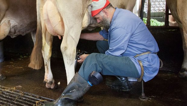 Mit einfachster Technik beste Milchqualität: Gutes Anrüsten sei wichtig, gemolken wird direkt am Fressgitter in die Milchkannen. Albert Kälin beim Melken seiner Braunviehkühe. (Bild: Reto Betschart)