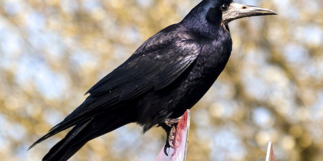 Der Mann habe in Kauf genommen, dass die Saatkrähen durch sein Verhalten aufgeschreckt werden, meint das Bundesgericht. (Bild Pixabay)