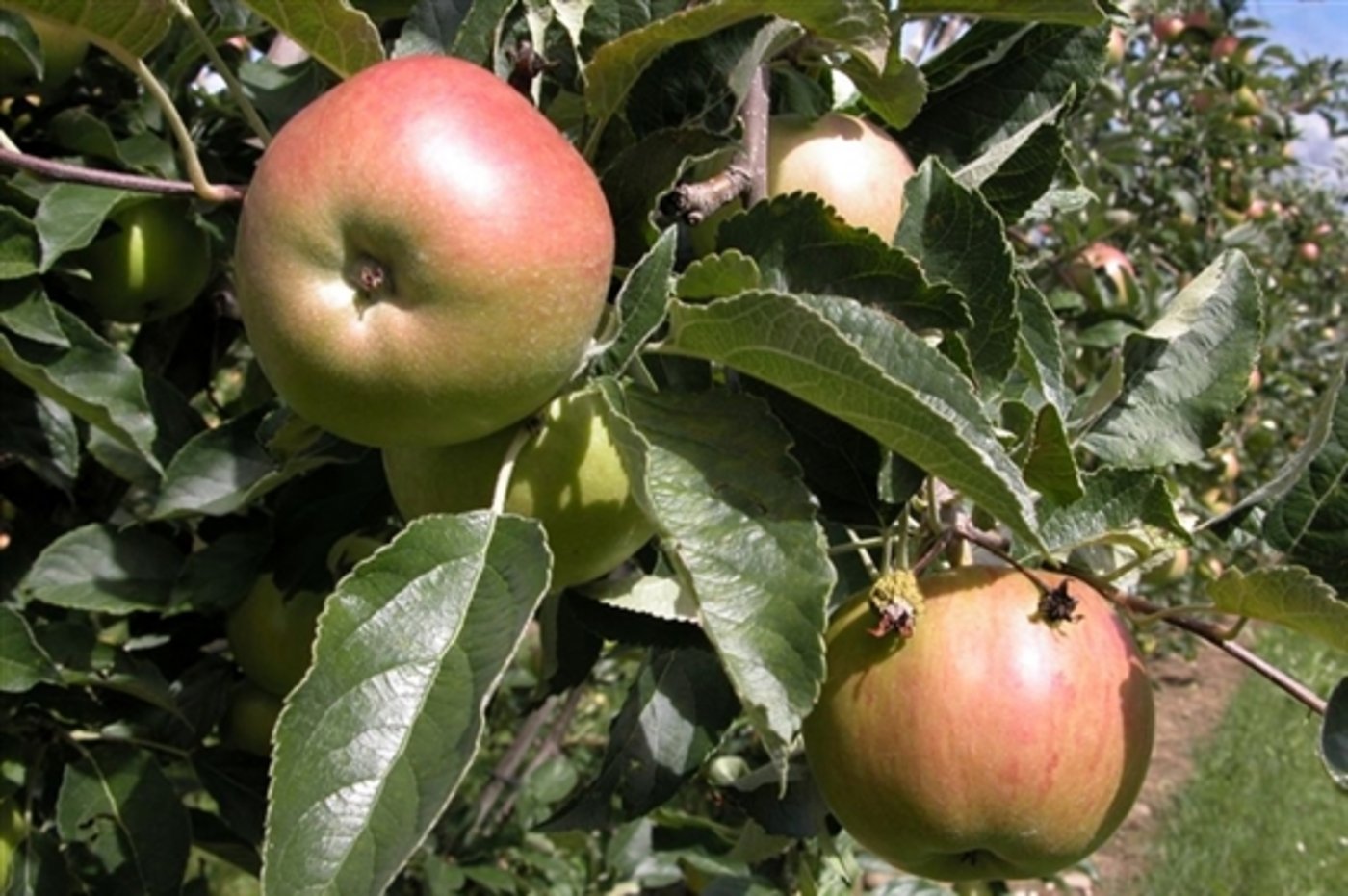 Heuer dürfte es gemäss ersten Schätzungen 2% weniger Äpfel von der Südhalbkugel geben. (Bild lid)