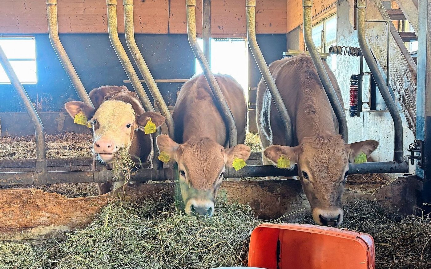 Durch die Blauzungenkrankheit nahmen die Mastkälber kaum mehr an Gewicht zu. Für einigermassen zufriedenstellende Schlachterlöse mussten viele Tiere länger gemästet werden.  