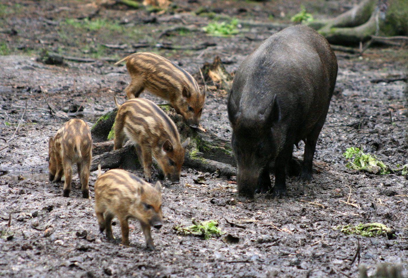 Es ist ein starkes Wildschweinjahr zu erwarten. (Bild Archiv BauZ)