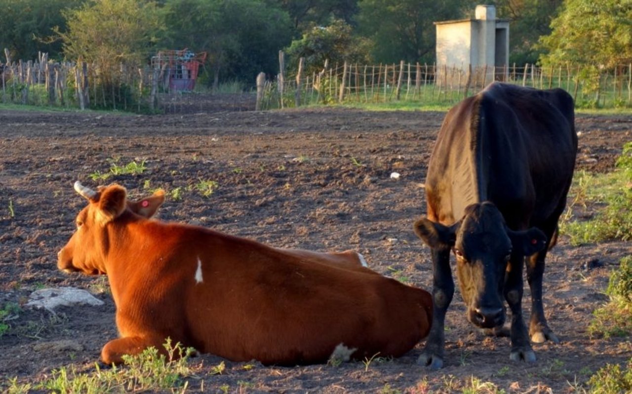 Lazarett in der sambischen Abendsonne: die zwei Patientinnen DC826 und DC57. (Bilder Markus Schär)