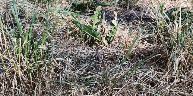 Trocken: Flachgründige Parzelle im Luzernbiet.