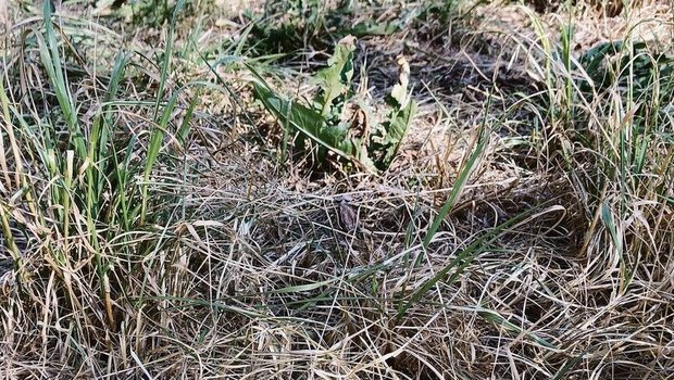 Trocken: Flachgründi Trocken: Flachgründige Parzelle im Luzernbiet.