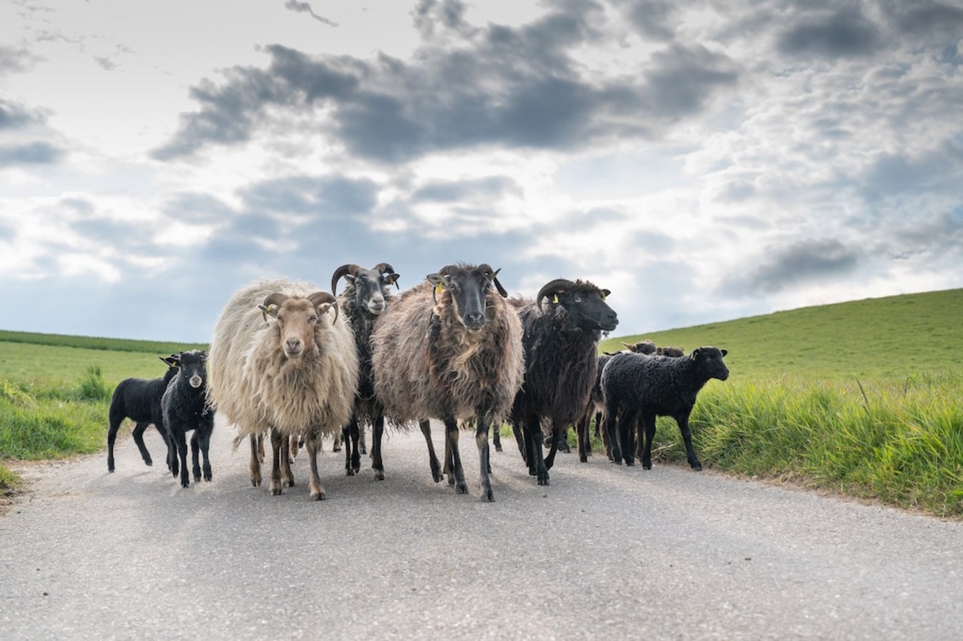 Der Beginn der Alpsaison bescherte der TVD für Schafe und Ziegen so viele Bewegungsmeldungen wie noch nie. (Bild Indentitas)