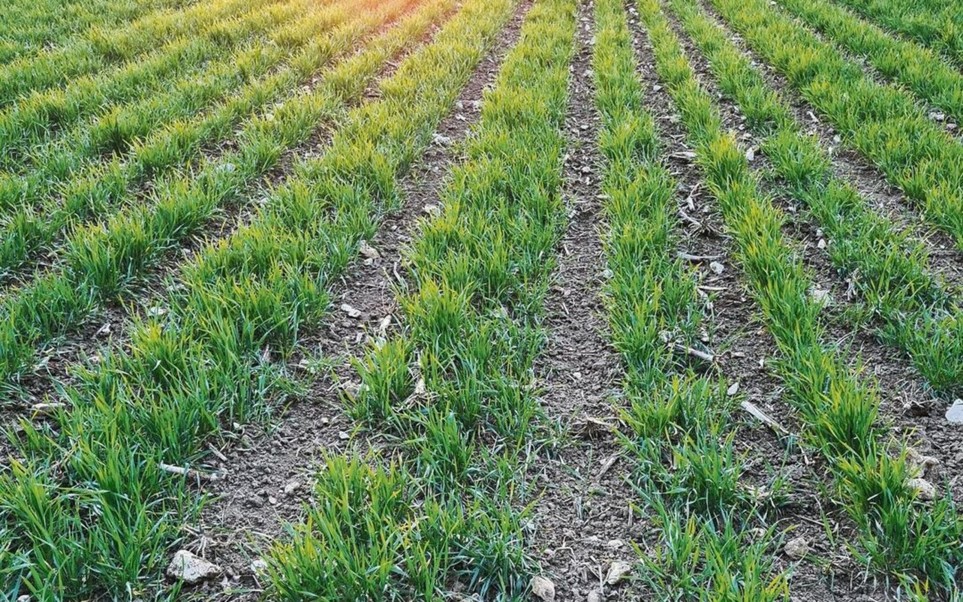 Getreide mit weiter Saat – auch Hasenweizen genannt – hat zum Ziel, auf Ackerflächen Feldhasen attraktive Setzplätze zu bieten. Daniel Zürcher machte auch hier mit.