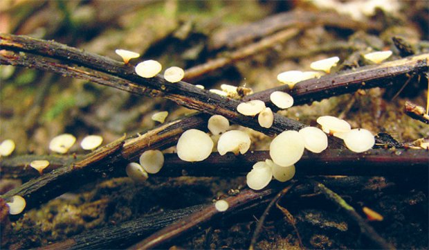 Im Sommer bildet Hymenoscyphus kleine weisse Fruchtkörper auf letztjährigen Eschenstielen und -blättern. (Bild Valentin Queloz/WSL)