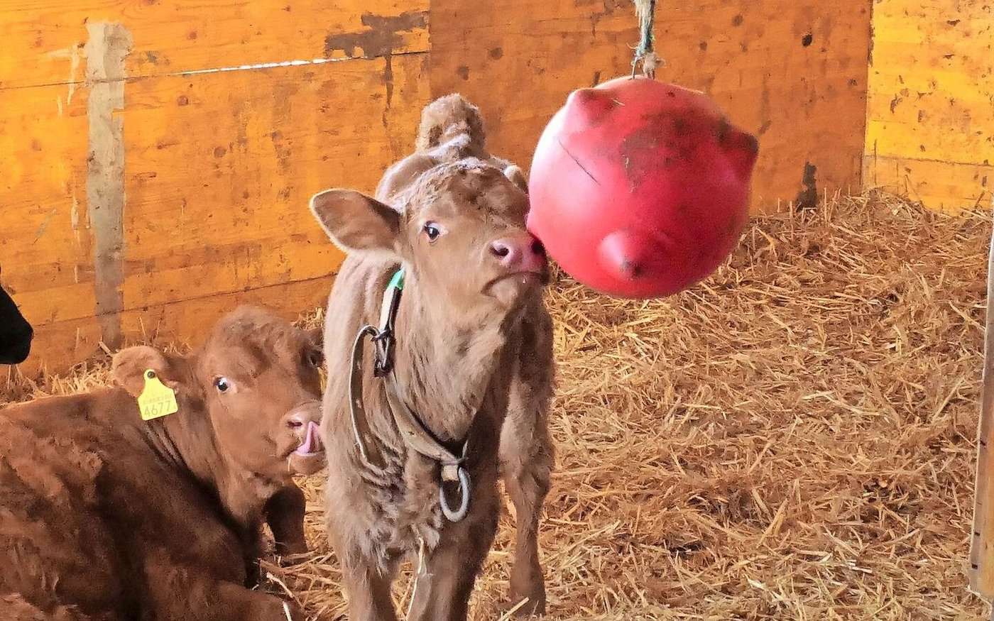 Sascha Moser liegen die Kälber besonders am Herzen.