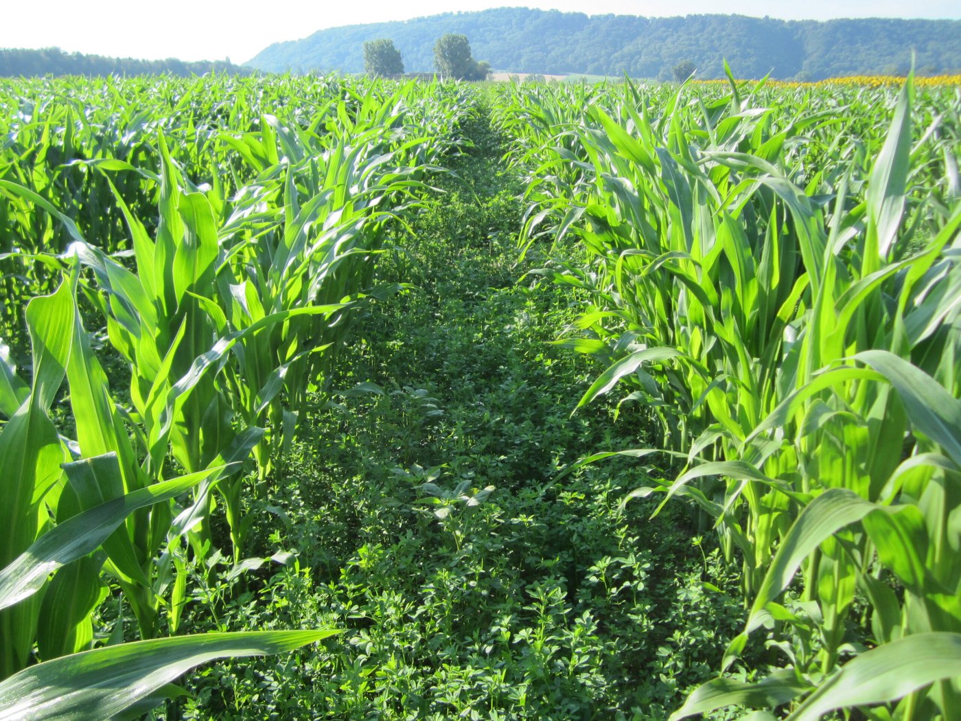 Auch an den «Swiss No Till»-Führungen ist u.a. die Untersaat im Mais Thema. Die Forschung ist sich einig: Je nach Zusammensetzung liefert die Kultur auch so gute Erträge. (Bild Feldtage 8WCCA)