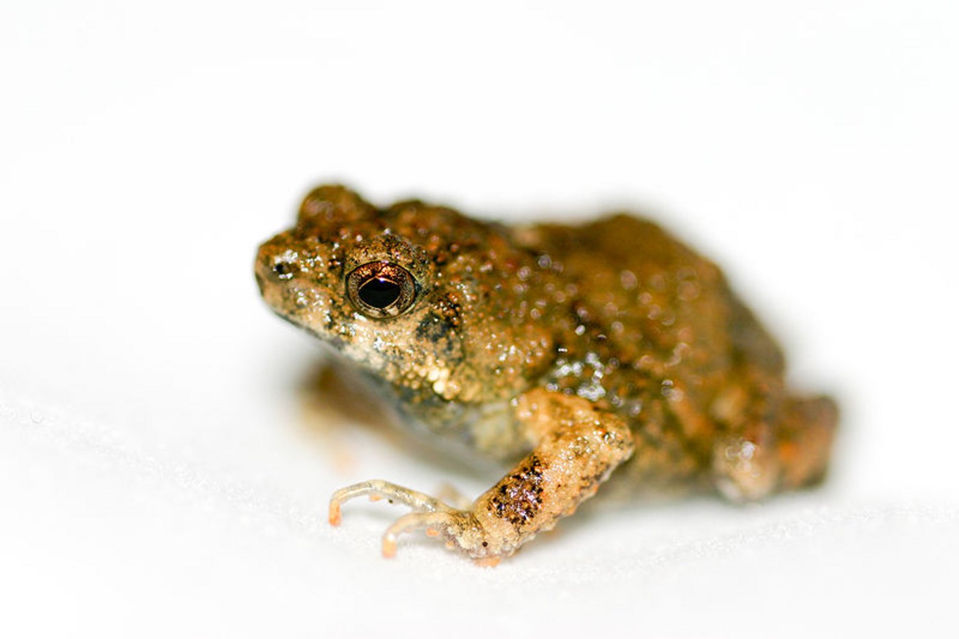 Ein Tungara-Frosch. (Bild: Brian Gratwicke)