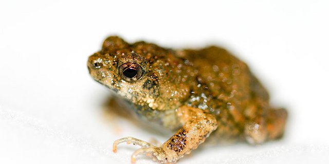 Ein Tungara-Frosch. (Bild: Brian Gratwicke)