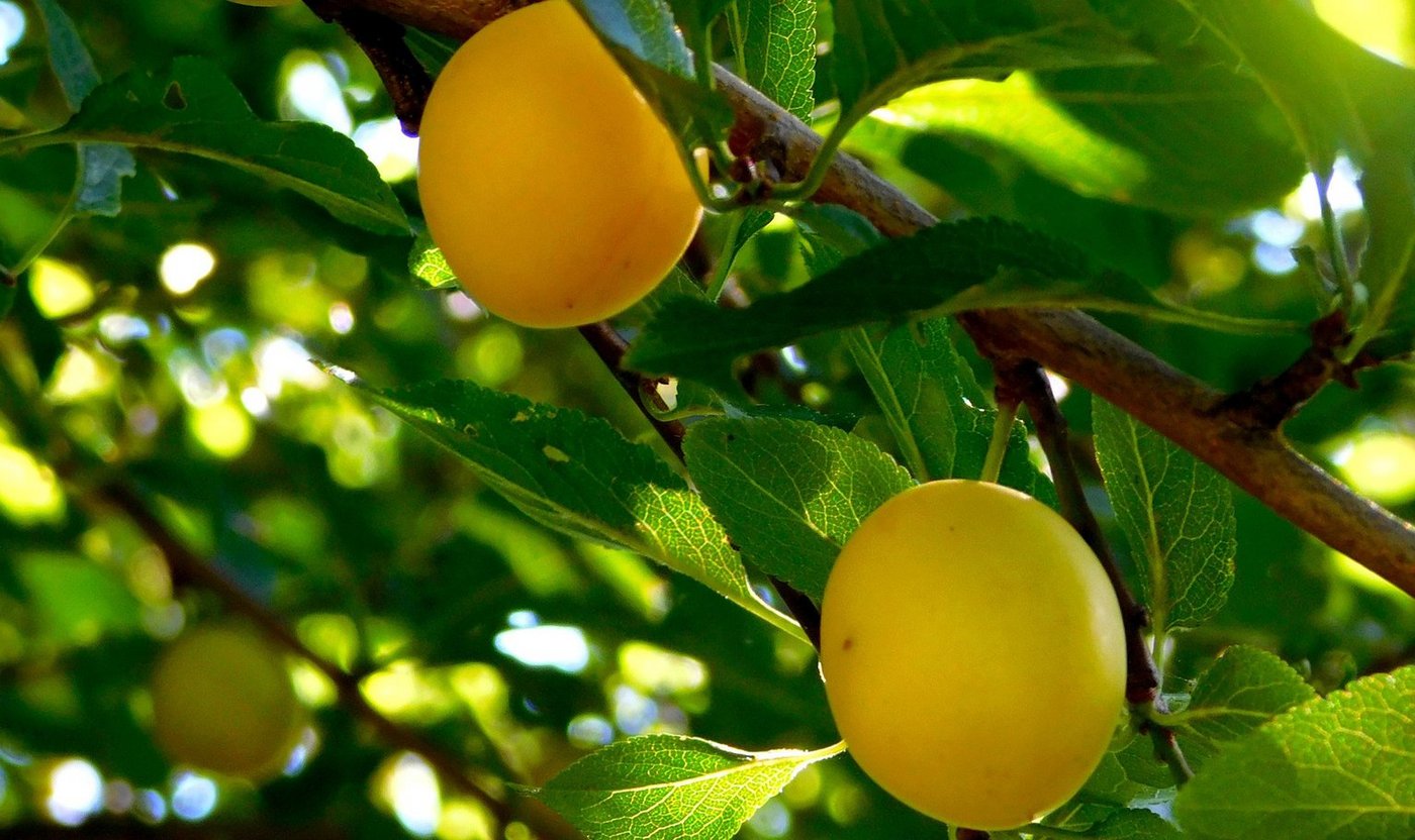 Die Mirabelle steht im Schatten von Apfel, Kirsche und Zwetschge. (Bild pd)
