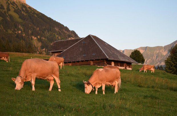 Die Simmentalerkühe der Familien Klötzli vor der Hütte. Sie sind wichtiger Bestandteil des Umzugs am 22. September in Bumbach, Schangnau. (Bild sb)