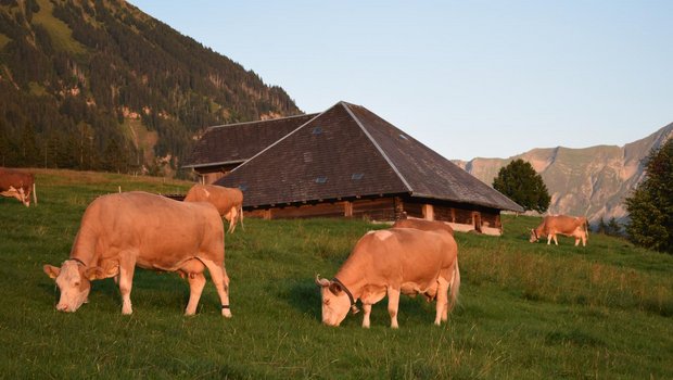 Die Simmentalerkühe der Familien Klötzli vor der Hütte. Sie sind wichtiger Bestandteil des Umzugs am 22. September in Bumbach, Schangnau. (Bild sb)