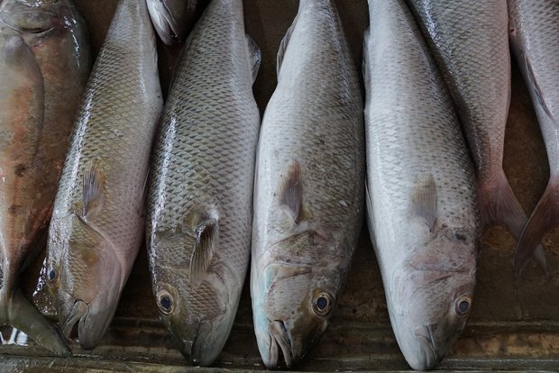 Neu sollen auch Vorgaben zur Schlachtung von Fischen in der Verordnung festgehalten werden. (Bild pixabay)