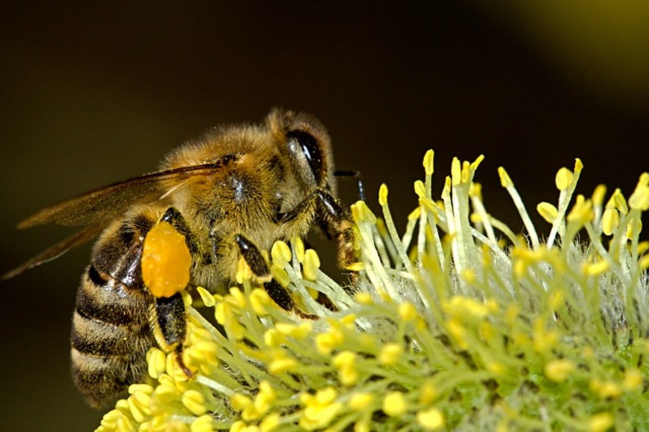 Der Imkerverband schätzt die Aufmerksamkeit. Auch die Politik müsse am Schutz der Bienen, seien es Wild- oder Honigbienen, interessiert sein. (Bild Pixabay)