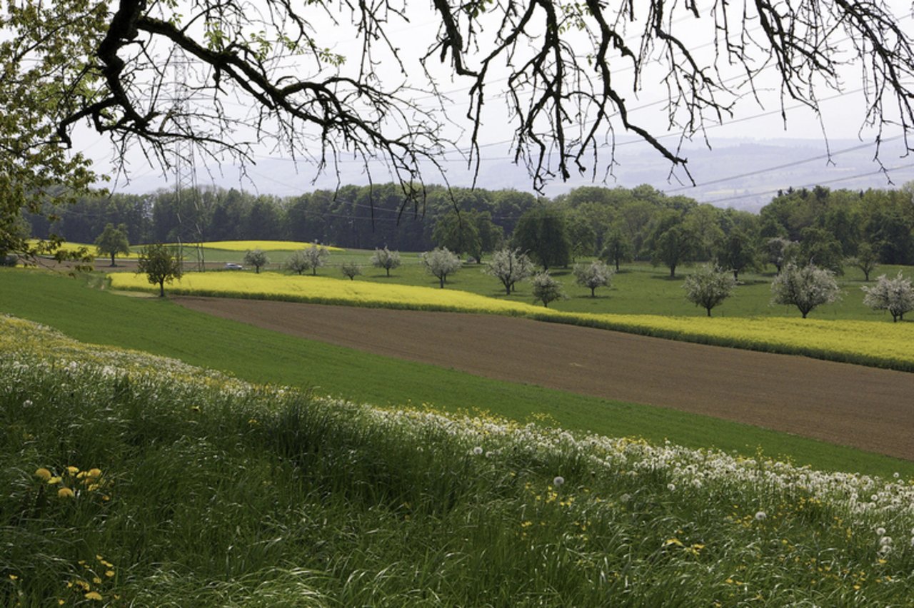 Vielfältige Fruchtfolgen wirken präventiv gegen Schadorganismen. (Bild ep)