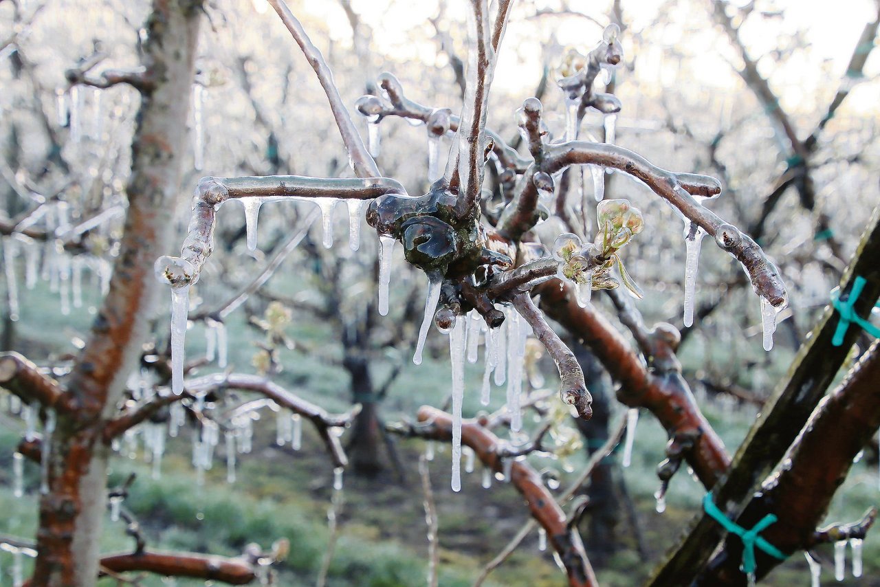 Eispanzer in einer Obstanlage nach Bewässerung gegen Frost: Die Kältewelle im April forderte den Produzenten einiges ab.(Bild Roland Müller)