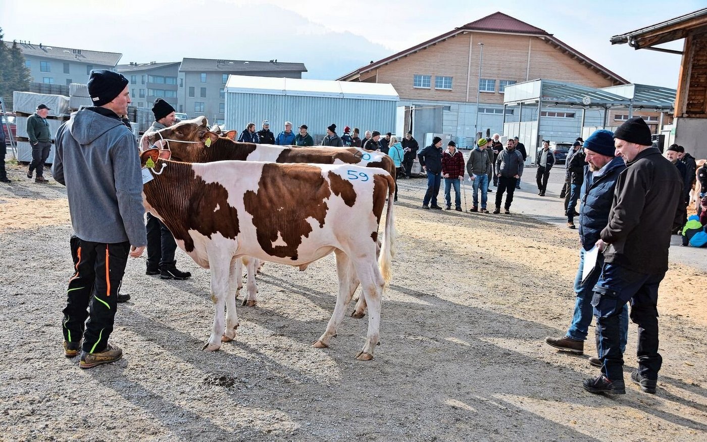 Er gewann die Klasse der jungen RH-Stiere: Arland Tornado von Stefan Dürrenmatt aus Riffenmatt.