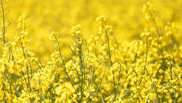 Das neue Verfahren weist eine Herbizid-tolerante Rapssorte nach, die in der USA und Kanada angebaut wird, für die EU aber keine Zulassung hat. (Symbolbild Pixabay)