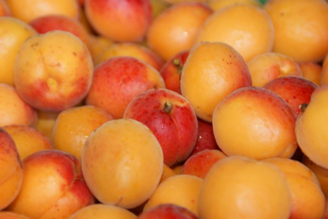 Anfang Juli bis Ende August ist die Aprikosen-Hauptsaison. Dank verschiedener Sorten gibt es die süssen Früchte aber bis im September frisch. (Bild lid)