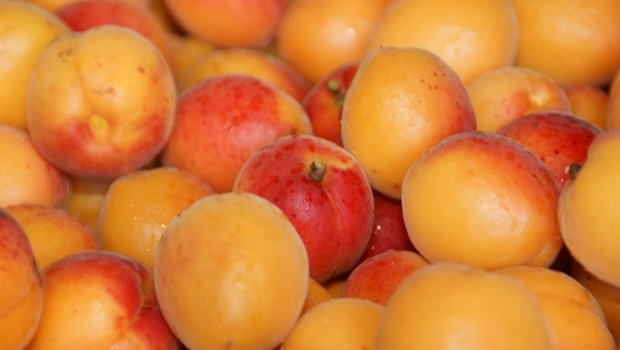 Anfang Juli bis Ende August ist die Aprikosen-Hauptsaison. Dank verschiedener Sorten gibt es die süssen Früchte aber bis im September frisch. (Bild lid)