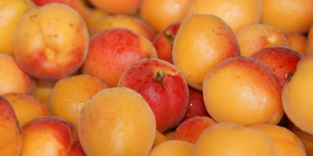 Anfang Juli bis Ende August ist die Aprikosen-Hauptsaison. Dank verschiedener Sorten gibt es die süssen Früchte aber bis im September frisch. (Bild lid)