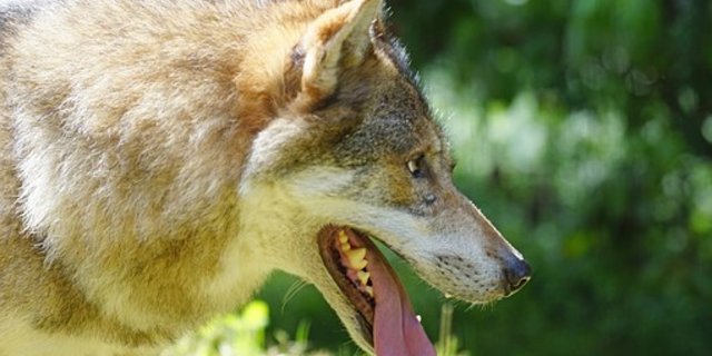 DNA-Untersuchungen haben ergeben, dass es in den Gemeinden Gurzelen und Schangnau zu drei weiteren Wolfsrissen gekommen ist. (Symbolbild Pixabay)