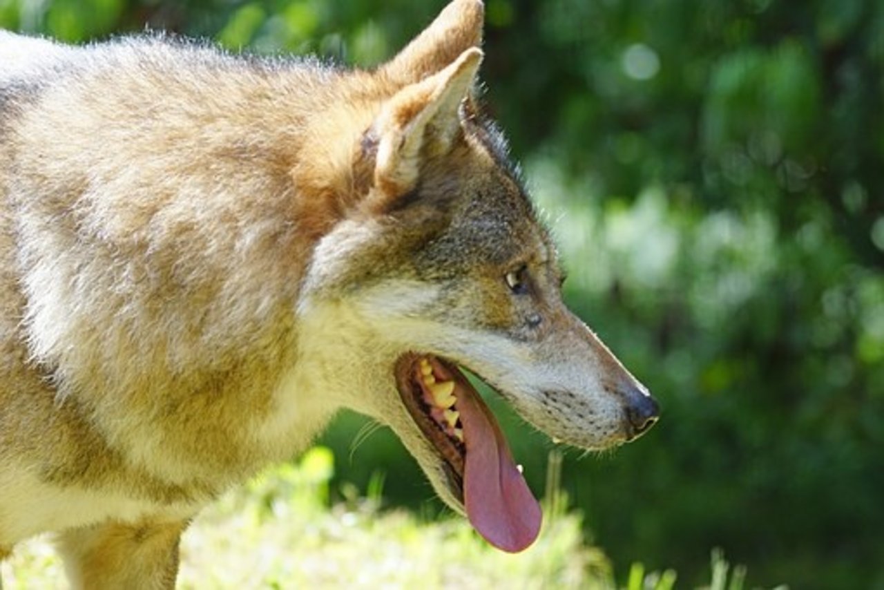 DNA-Untersuchungen haben ergeben, dass es in den Gemeinden Gurzelen und Schangnau zu drei weiteren Wolfsrissen gekommen ist. (Symbolbild Pixabay)