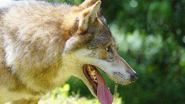DNA-Untersuchungen haben ergeben, dass es in den Gemeinden Gurzelen und Schangnau zu drei weiteren Wolfsrissen gekommen ist. (Symbolbild Pixabay)