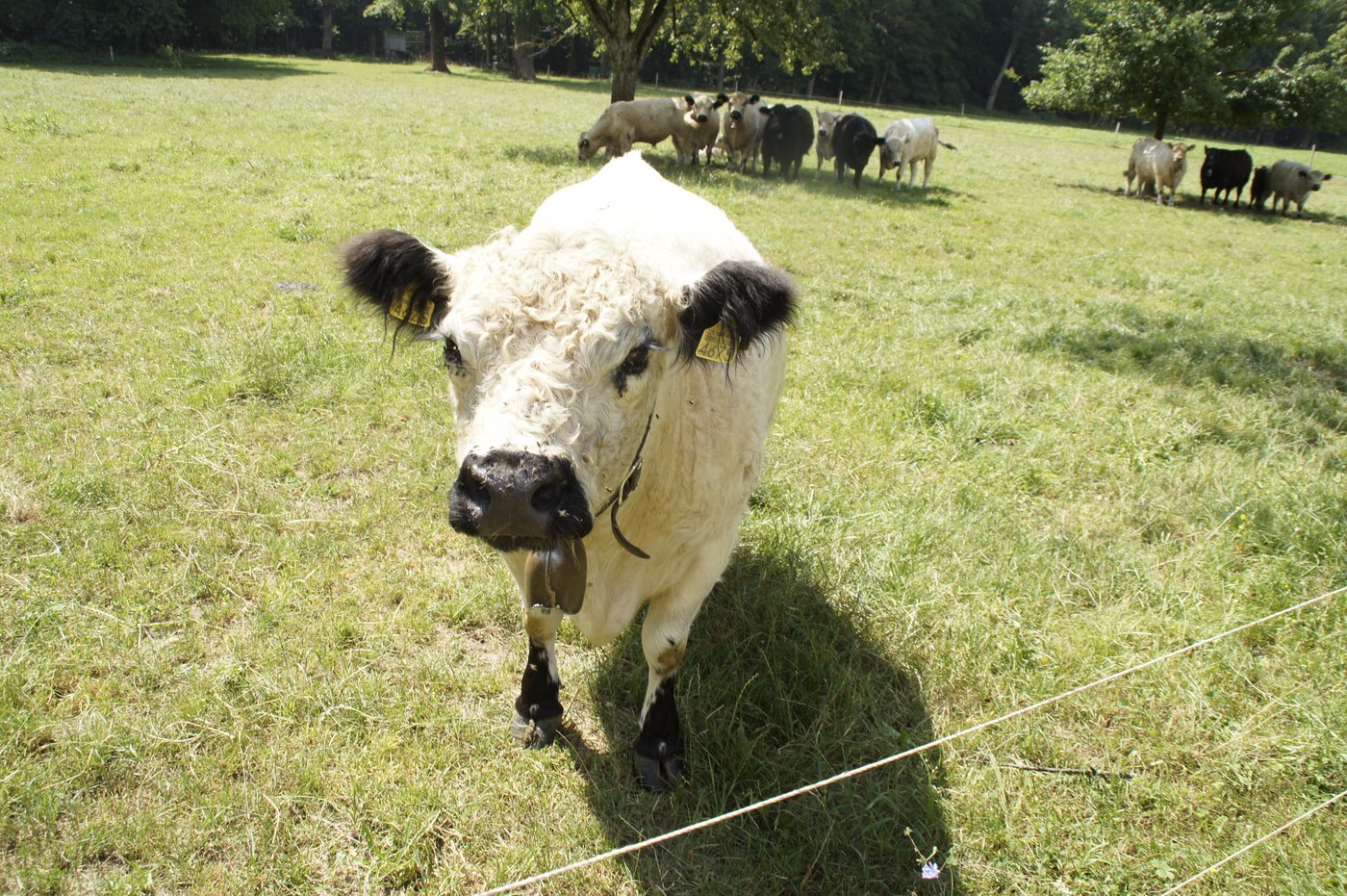Die White Galloways stechen sofort ins Auge mit ihrem weissen, wuscheligen Fell und der kurzen, schwarzen Nase