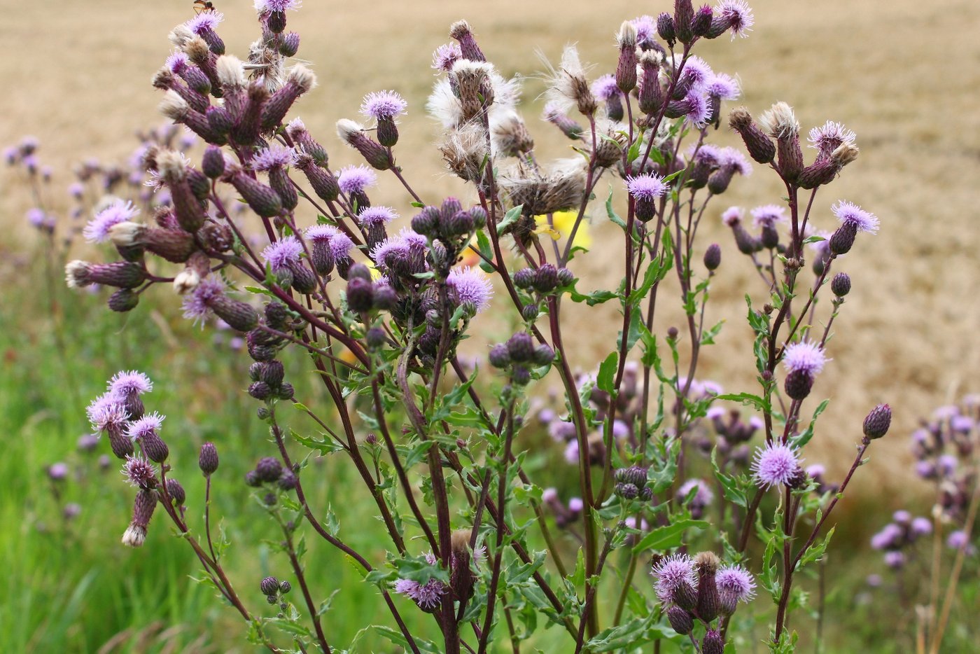 Ackerkratzdisteln kommen nicht nur im Acker vor. Weil befallenes Heu oft auf der Alp verfüttert wurde, hat sich die Problempflanze mittlerweile auch in Sömmerungsgebieten etabliert. (Bild Andi Distel, Liebegg)