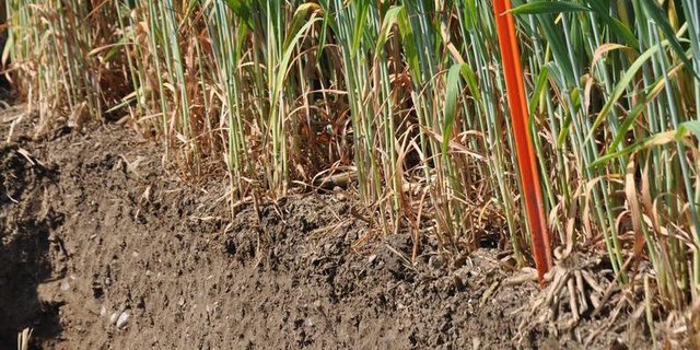 Böden können einen hohem Nutzen fürs Klima haben. (Bild zVg)
