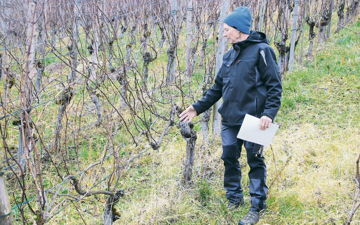 Der Rebschnitt in alten Beständen ist anspruchsvoll. Berater Karl Keller zeigte auf, was dabei zu beachten ist.