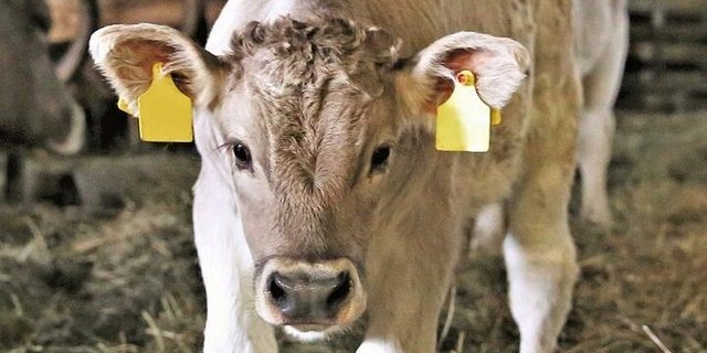 Stimmt die Tierqualität, lösen OB-Kälber bei guten Marktverhältnissen im Handel AA-Preise.