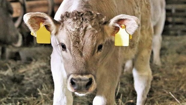 Stimmt die Tierqualität, lösen OB-Kälber bei guten Marktverhältnissen im Handel AA-Preise.